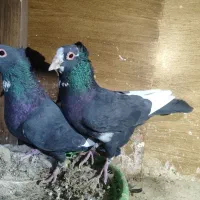 جفت پلنگ کلایی|حیوانات|رفسنجان, |دیوار