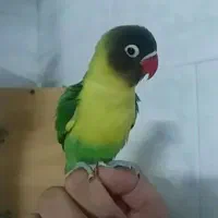 فروش یقه زرد ارجینال