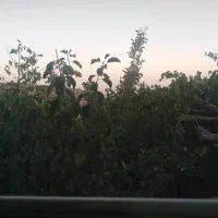 خانه باغ روستا|فروش خانه و ویلا|نیر (یزد), |دیوار