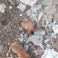سگ پاکوتا با توله