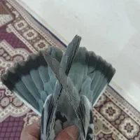 مفلق سبز|پرنده|شهرکرد, |دیوار