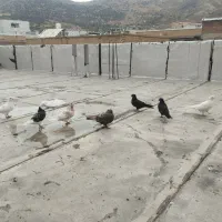 کبوتر حراجی