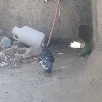 ۱۰حیون