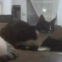 گربه گمشده در صالح آباد.  مژدگانی دریافت کنید|گربه|سبزوار, صالح آباد|دیوار