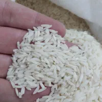 برنج هاشمی درجه ۱ /سرتینگ زده