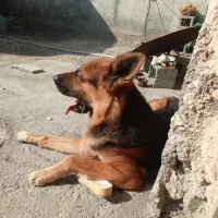 سگ ژرمن ماد