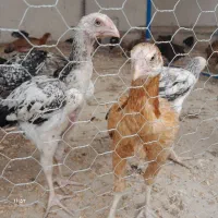 جوجه لاری اصل