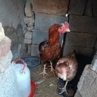 مرغ و خروس  و جوجه چابهاری نسل دار بخار کمبود جا