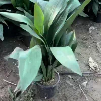 فروش انواع گلهای اپارتمانی|گل و گیاه طبیعی|سنندج, |دیوار