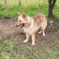سگ ژرمن شولاین