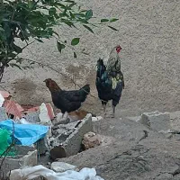 مرغ و خروس