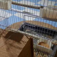 فروش یک جفت عروس هلندی سخنگو|پرنده|زهک, |دیوار