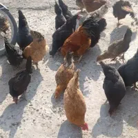 مرغ و خروس واردک