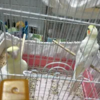 پرنده عروس|پرنده|قم, باجک دو|دیوار