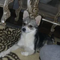 سگ شیواوا ...شیهواوا