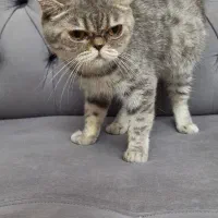 فروش پرشین اگزوتیک به شرط عقیم سازی|گربه|رشت, گلسار|دیوار