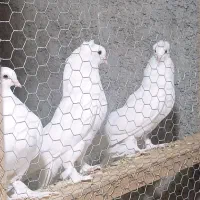کبوتر پاپر سفید