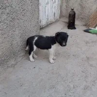 گمشده مژده گانی|حیوانات|تنکمان, |دیوار