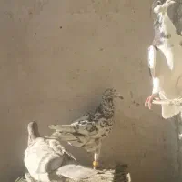 سیاه هفرنگ پرنده