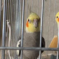 یک جفت عروس هلندی|پرنده|اندیشه, اندیشه فاز ۵|دیوار