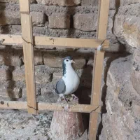 کفتردمگیرماده