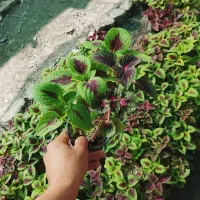 فروش فوق العاده گل حسن یوسف