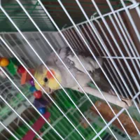 عروس‌هلندی