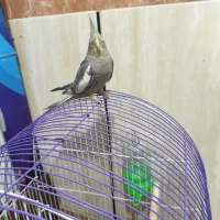عروس هلندی دستی|پرنده|برازجان, |دیوار