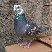 کبوتر مسافتی نر کله ماستی|پرنده|فردیس, سپید دشت|دیوار