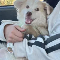 واگذاری سگ shitzo