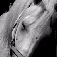 اسب عرب مصری دوسر|اسب و تجهیزات اسبسواری|شاندیز, |دیوار