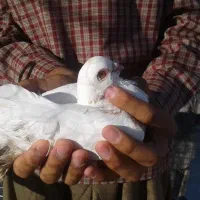 کبوتر|پرنده|جوانرود, |دیوار