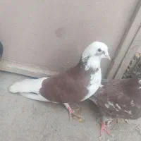 کفتر|پرنده|قم, باغ شازده|دیوار