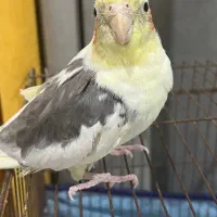 عروس هلندی نر|پرنده|دوگنبدان, |دیوار