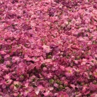 گلاب و گل محمدی خشک شده