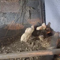 بلدرچین سفید|حیوانات مزرعه|بابل, |دیوار