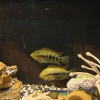 جفت مولد ماهی افرا