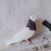 کبوتر معاوضه با ماده پلاکی گاهک|پرنده|نورآباد ممسنی, |دیوار