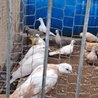 پرنده ای رام|پرنده|زید آباد, |دیوار