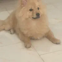 واگذاری سگ پامر