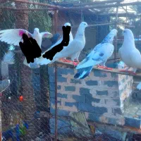 کبوتر هم پرشی|پرنده|میناب, |دیوار