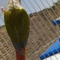 گرینچیک|پرنده|مشهد, شهرک مطهری|دیوار