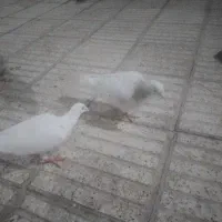 کفتر