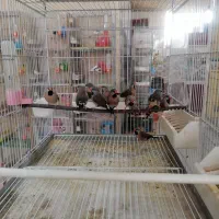 فنچ کرواتی|پرنده|شیراز, کرونی(خاتونک)|دیوار