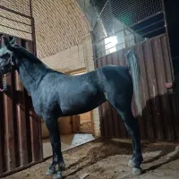 فروش بز سانن ومیش اسفریزین ومیش رومانف اسب وسگ|حیوانات مزرعه|اردکان, |دیوار