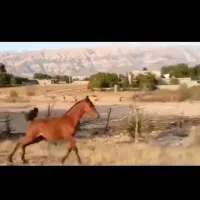 کره مادیان درجه یک وآینده دار|اسب و تجهیزات اسب‌سواری|یاسوج, |دیوار