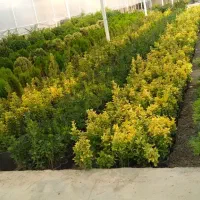 طراحی و باغبانی فضای سبز|خدمات باغبانی و درختکاری|اصفهان, آبشار|دیوار