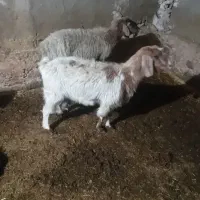 یه. عدد بز. شیری.