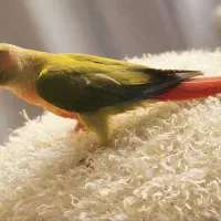 طوطی گرینچیک زیبا و دستی