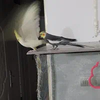 فروش عروس هلندی نر و ماده|پرنده|قوچان, |دیوار